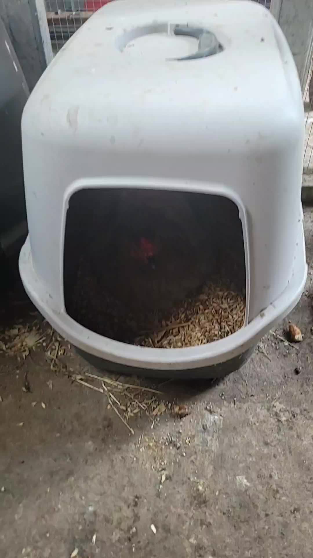 @der hühnermeister 🐓