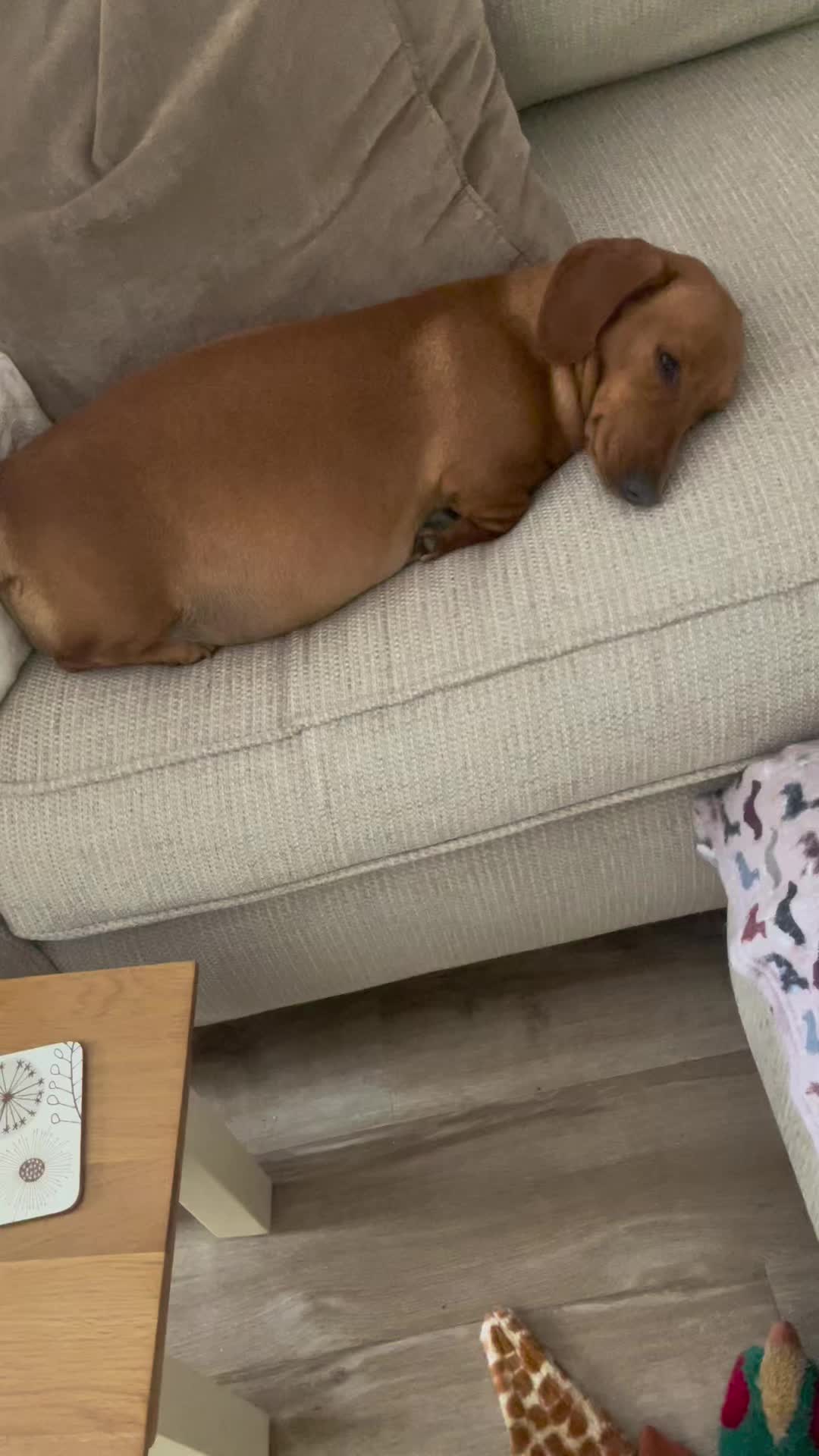 @doglovers1980