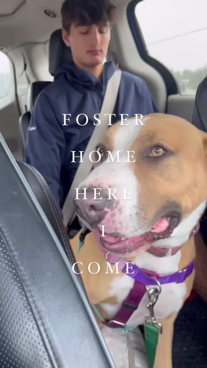 @HeyGoodDogs