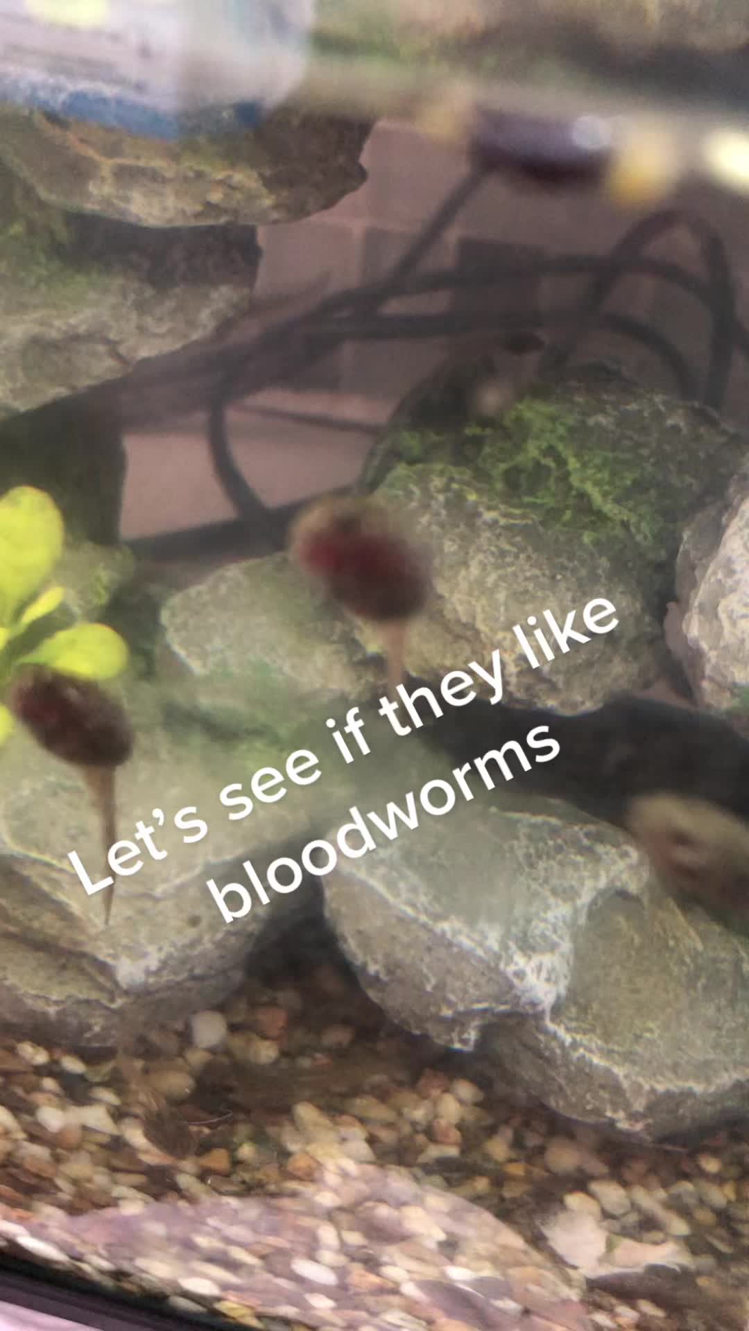 @Life With Tadpoles
