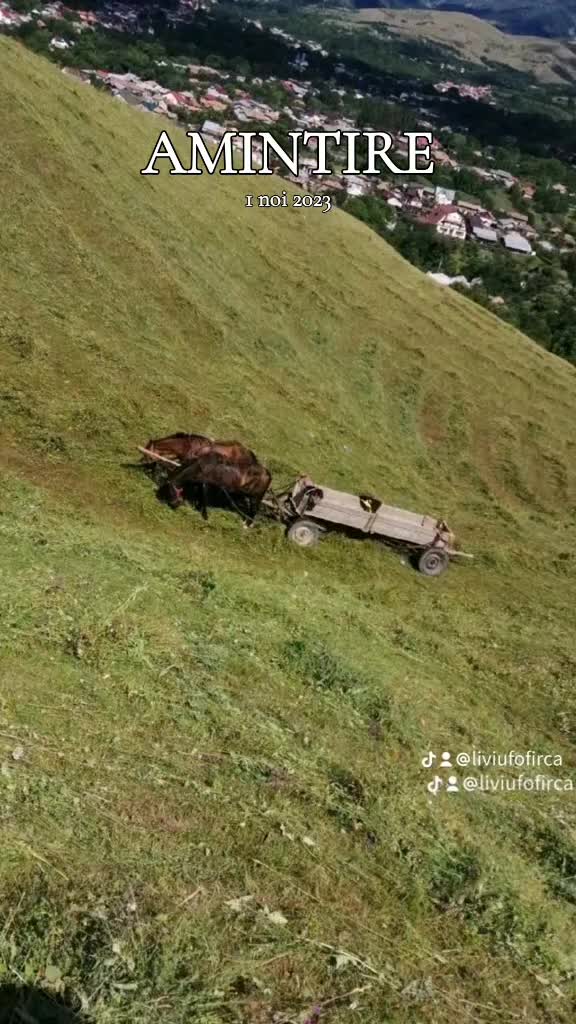 @Fofircă Liviu 🌲🌲