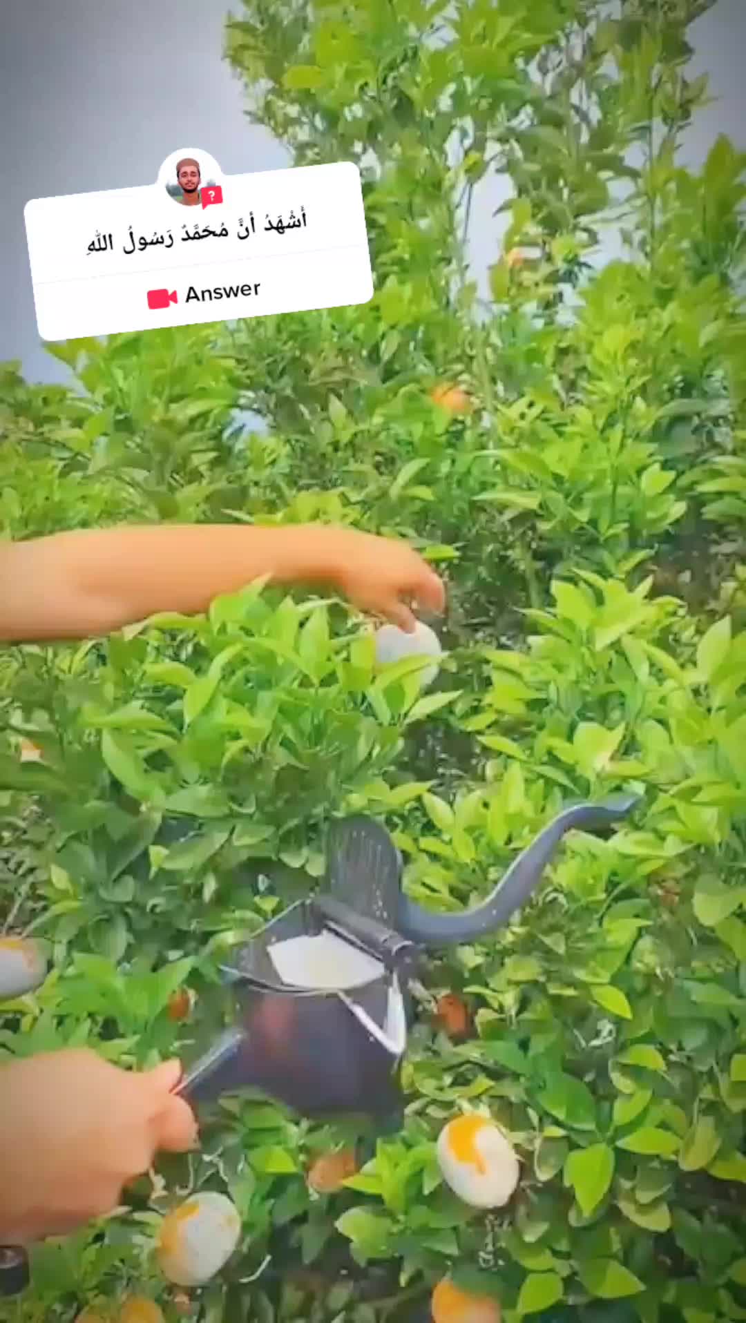 @🍎🍓🍒🍊🍍