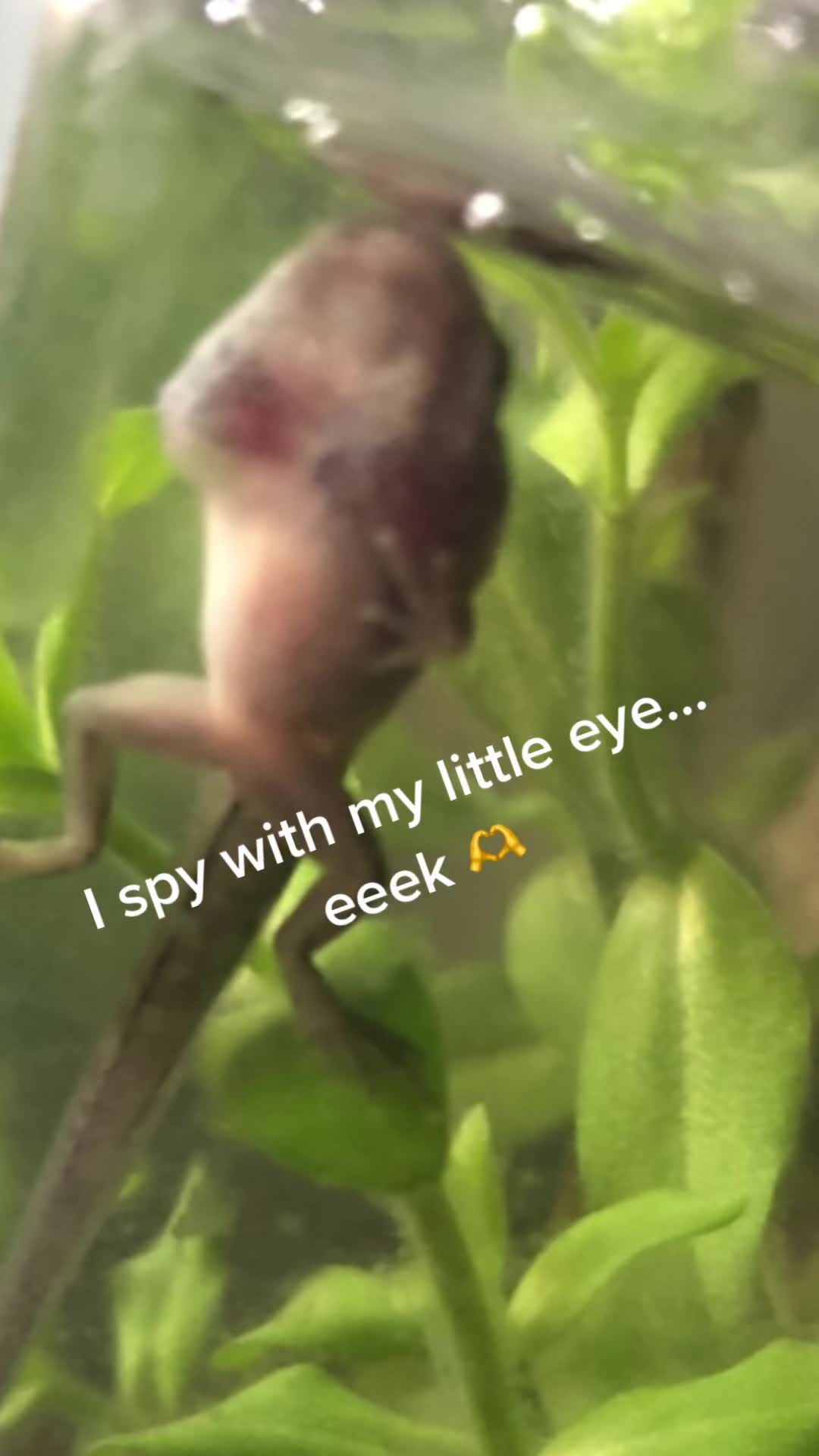 @Life With Tadpoles