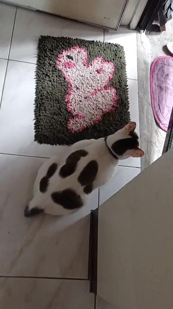 @Bunggok The Fat Cat