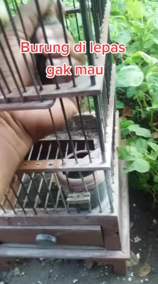 @Mmbezo