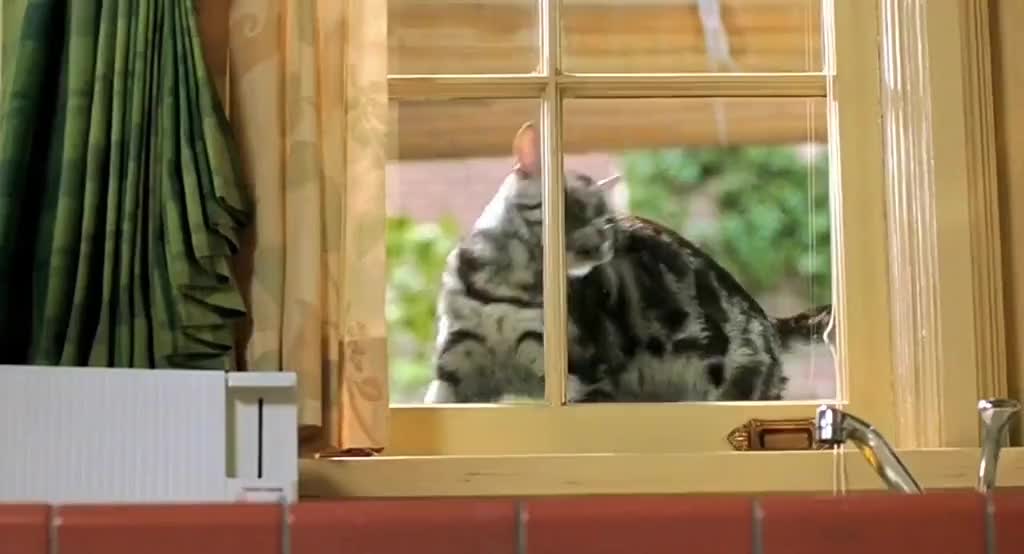 @farazmalik555