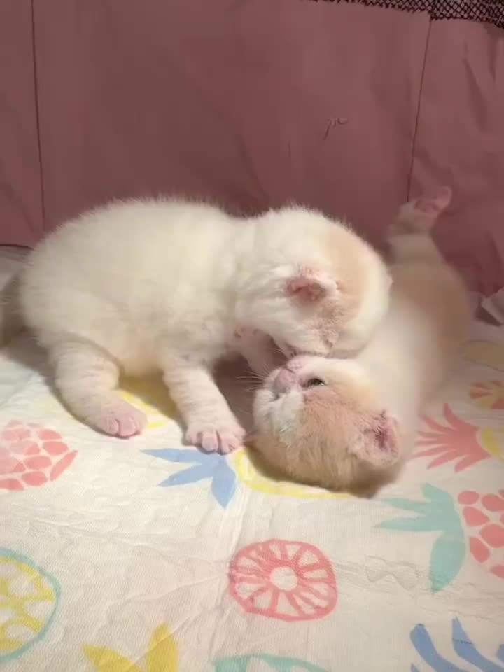 @CutePetEncyclopedia