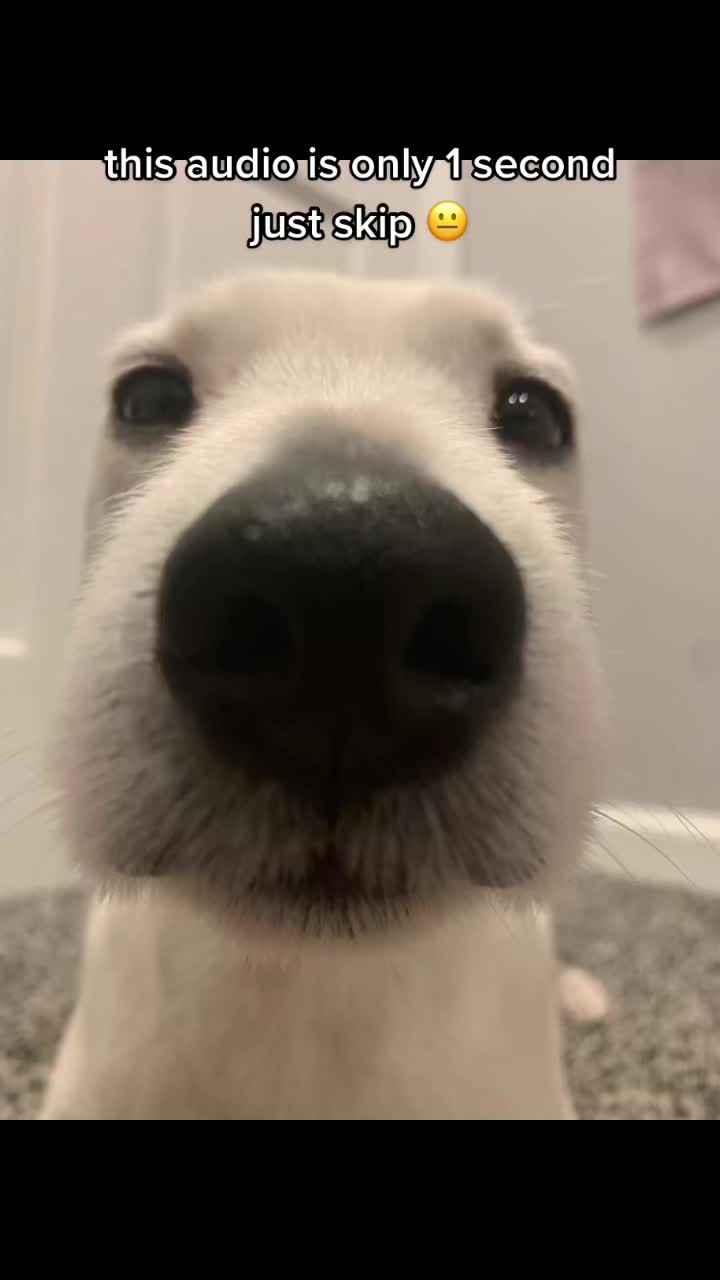 @A dog and his owner