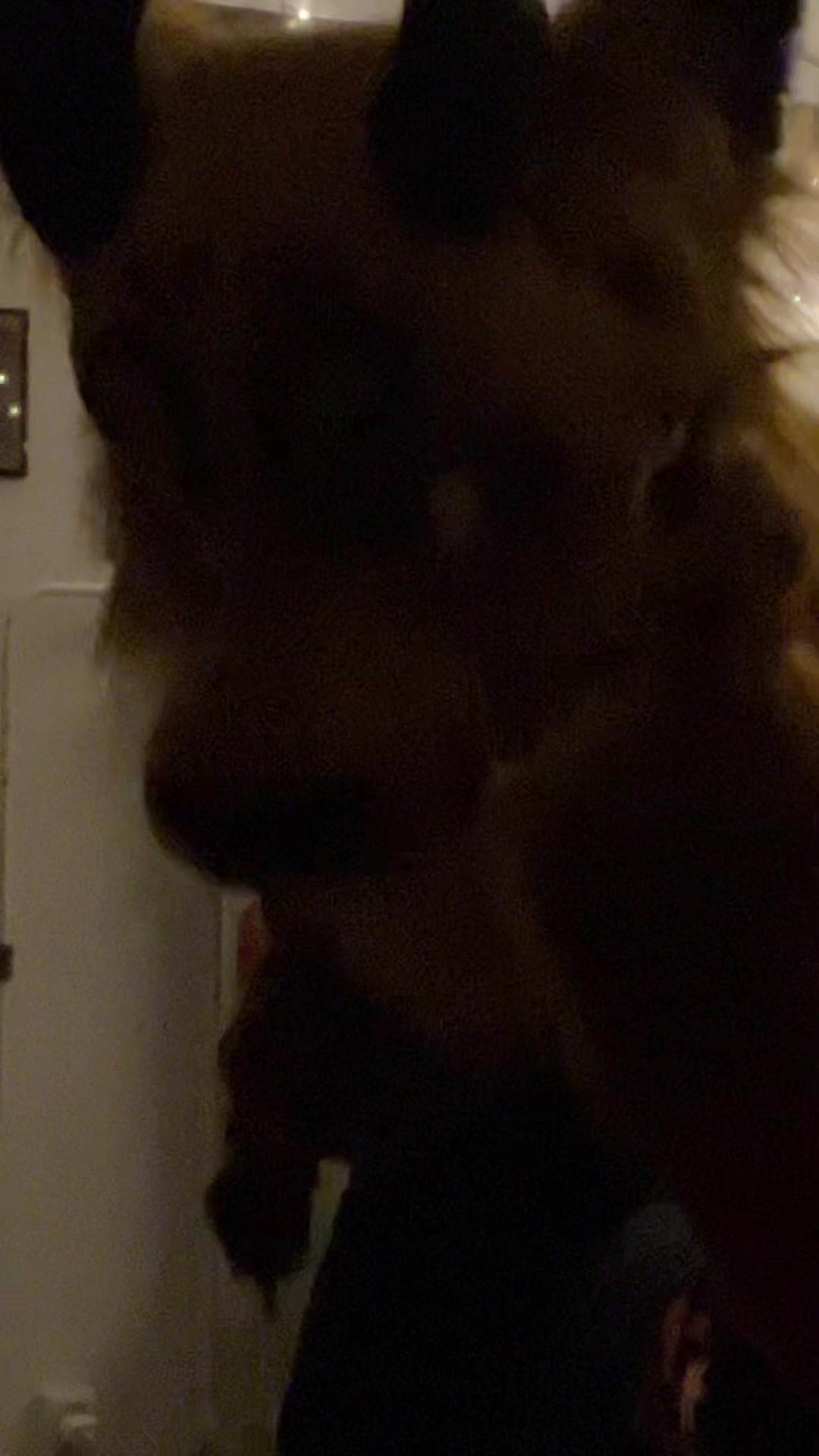 @Shangfudog