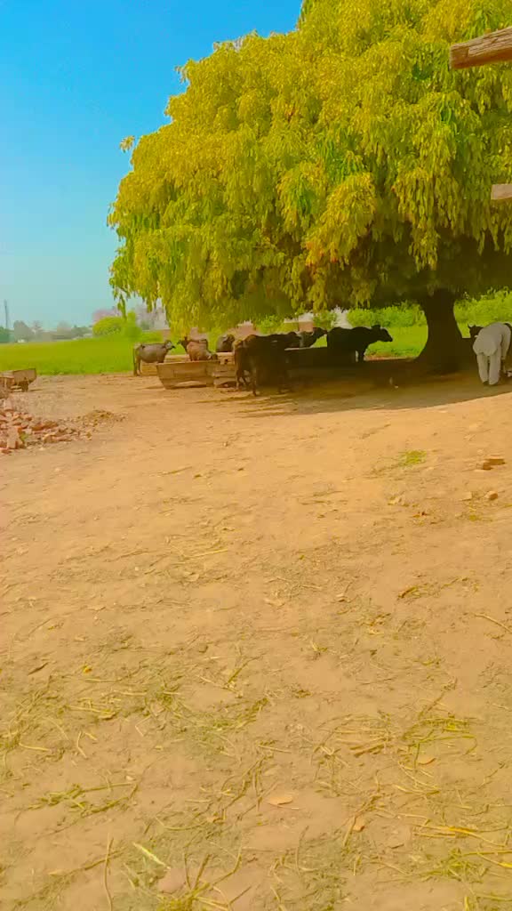 @CH MURTAZA 🔥🥷