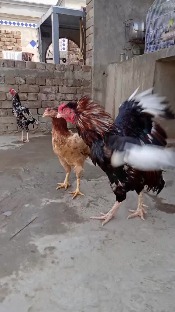 @nayazkhan556