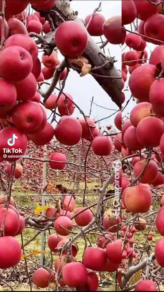 @👑Malik Naveed 😈🤬