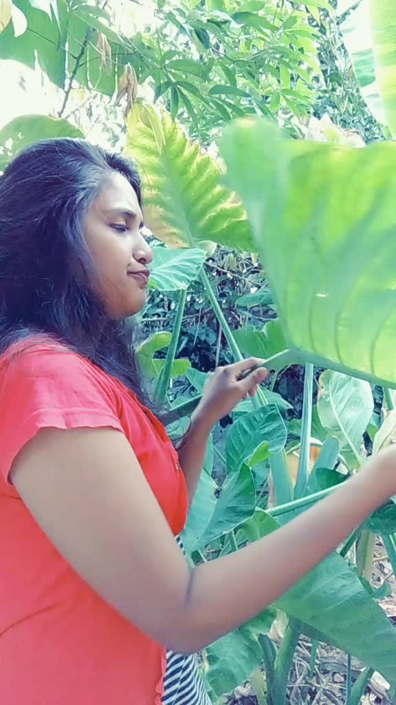 @Jesny P Saju