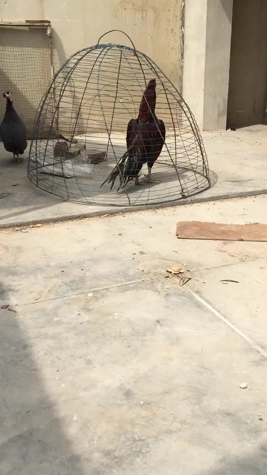 @Sheikh Aseels