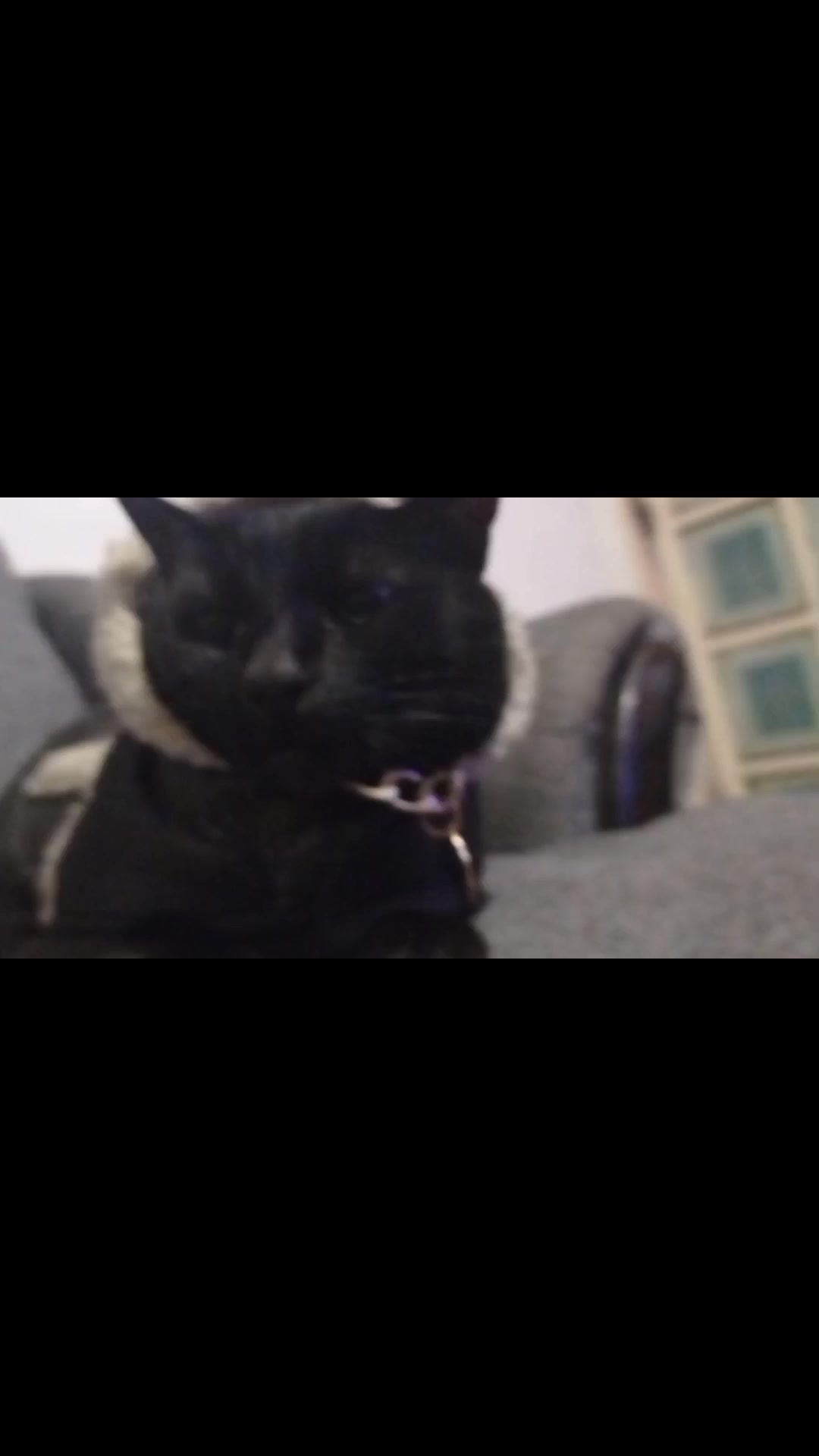 @CutiesCat House