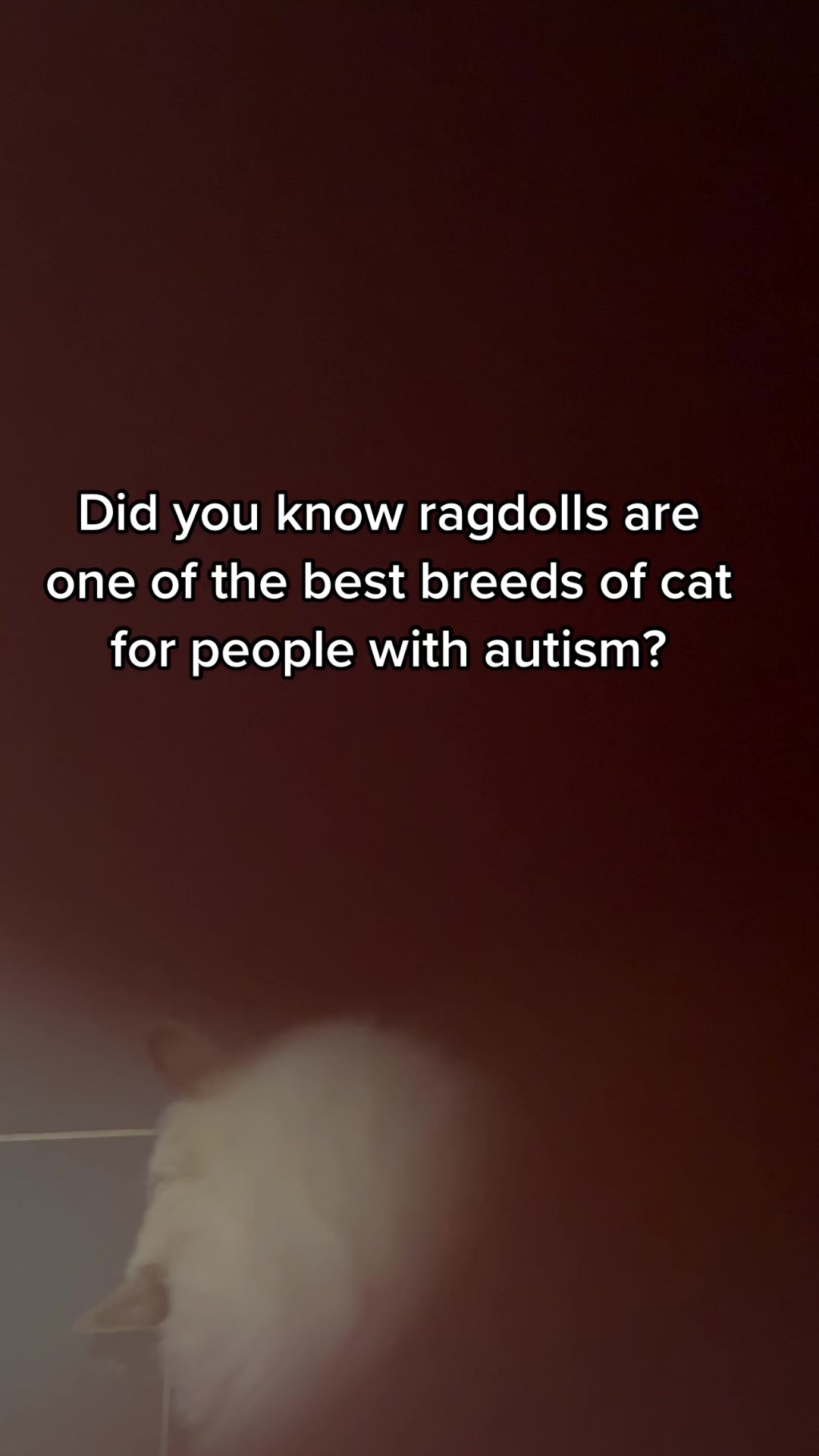 @TheFancyCatsWorld