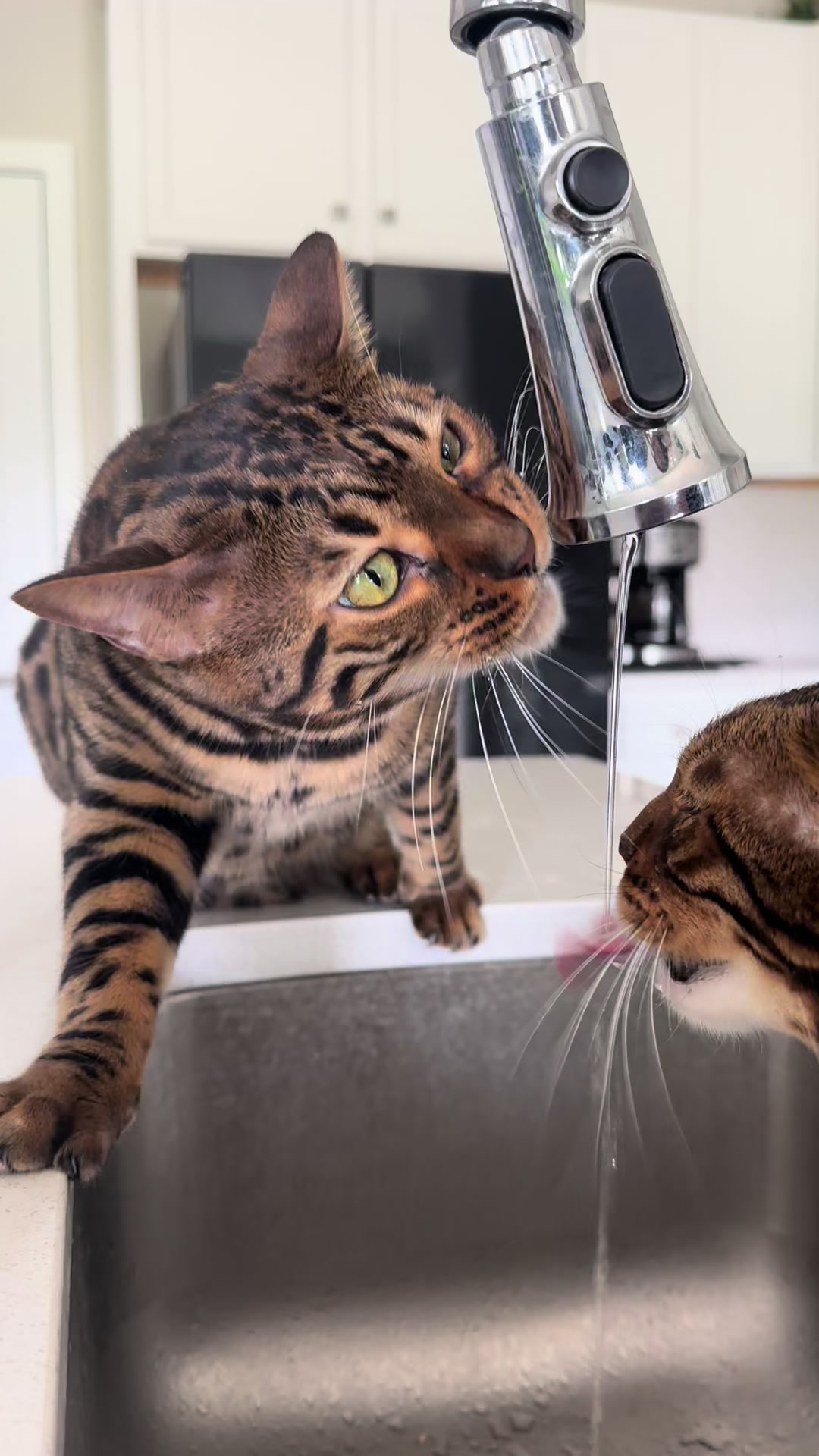 @Tiny Leopard Cats