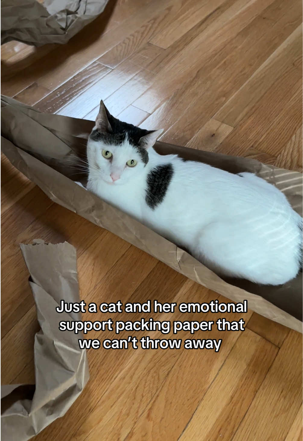 @Angel the Cat Mom