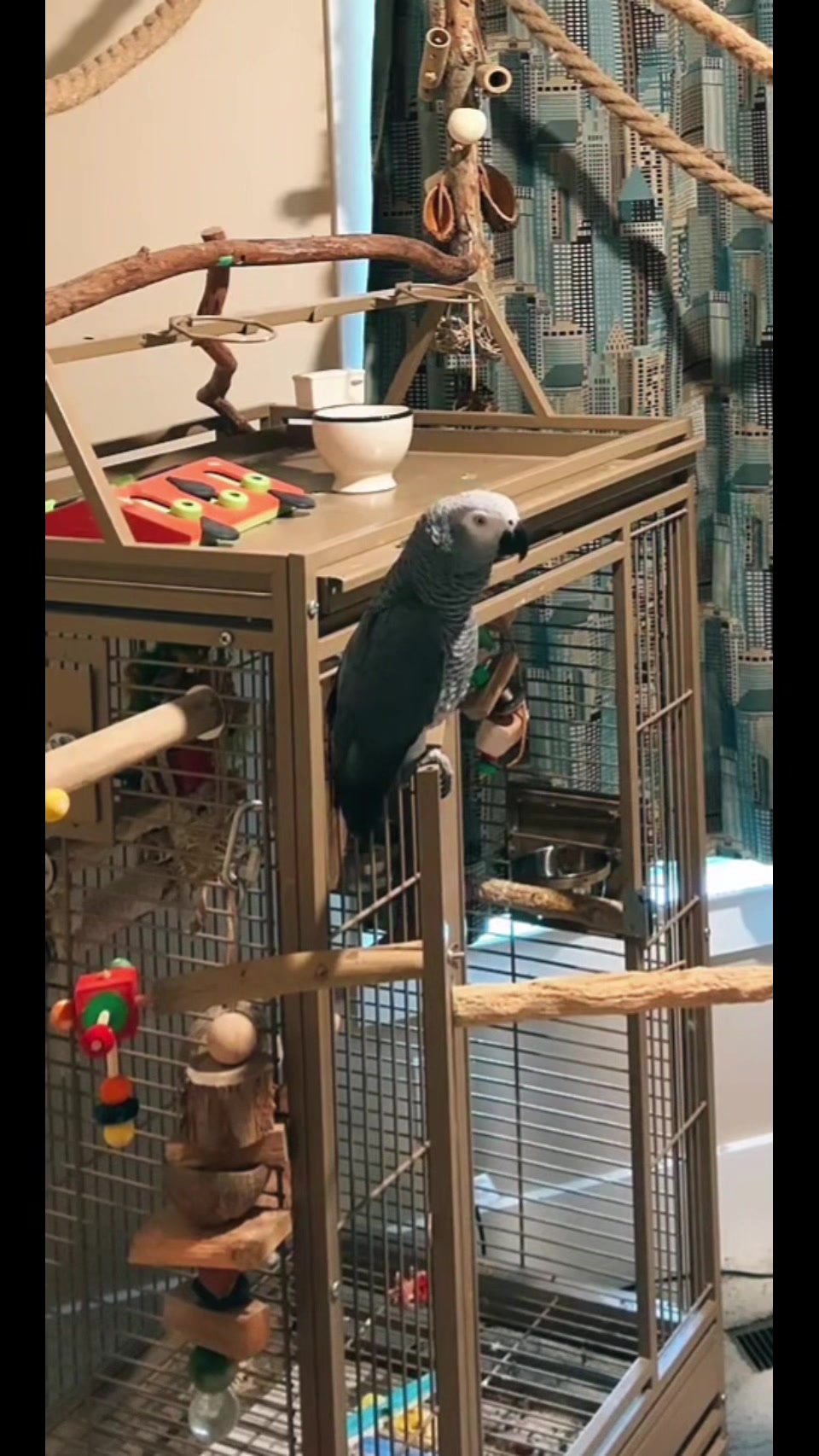 @thehinzoo