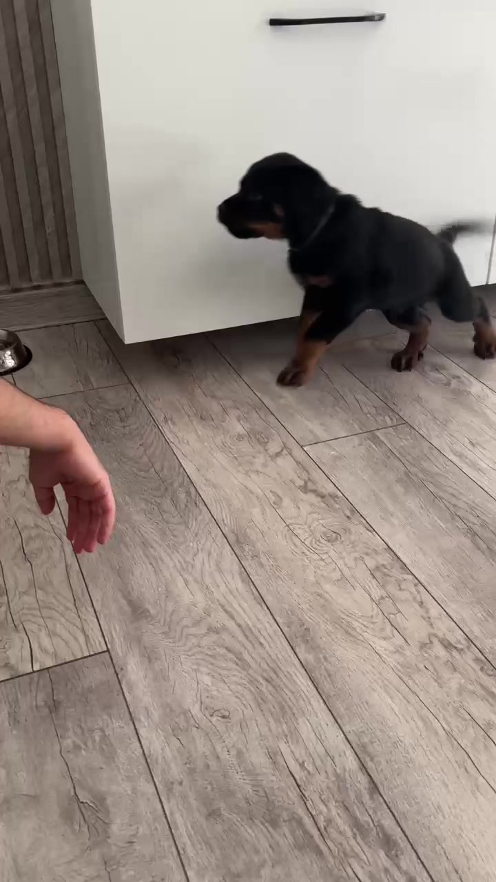 @RottweilerBaku