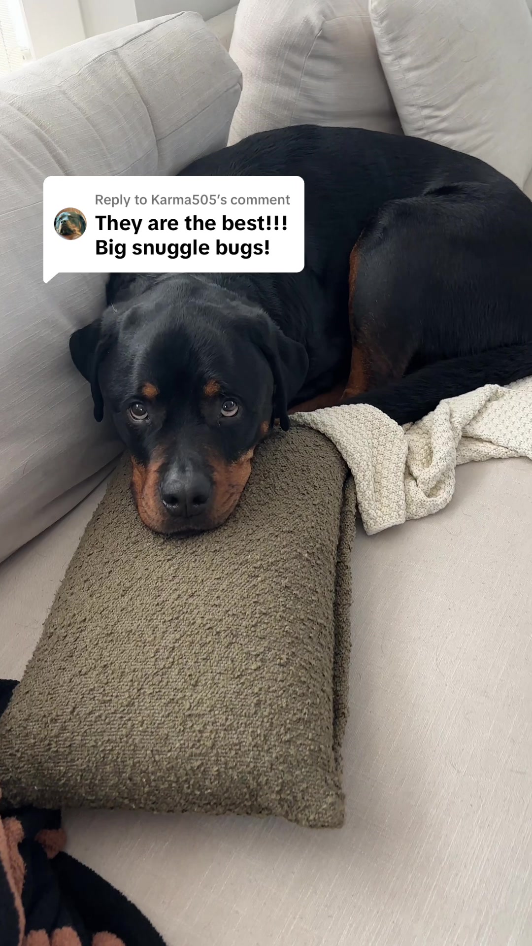 @Moose The Rottie