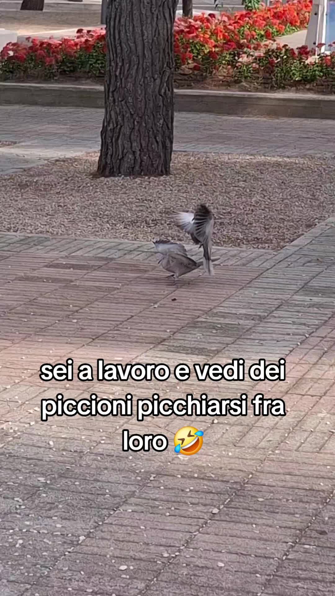 @guendalina