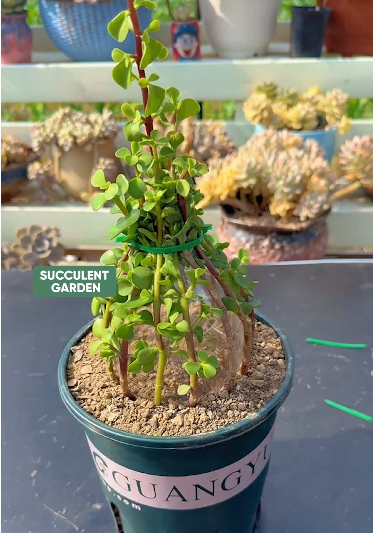 @Succulent Garden