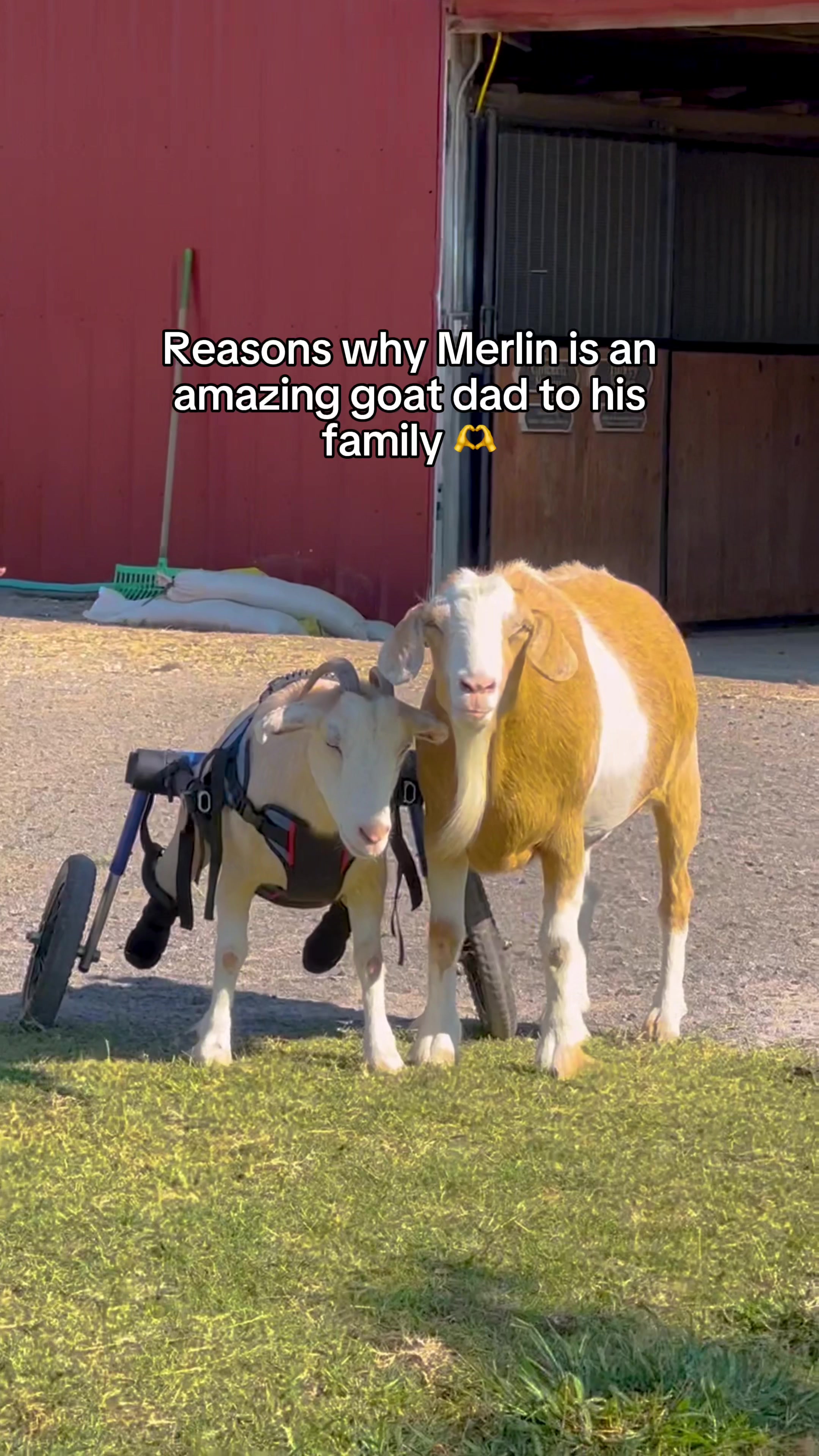 @The Gentle Barn | Sanctuary