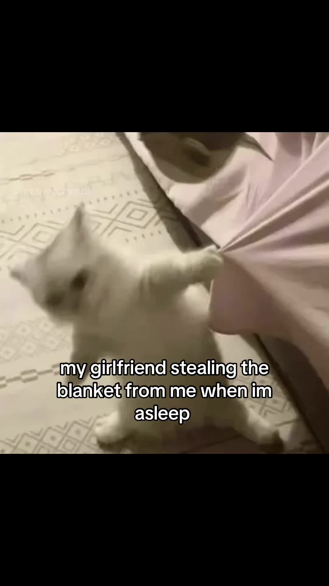 @meowconcept