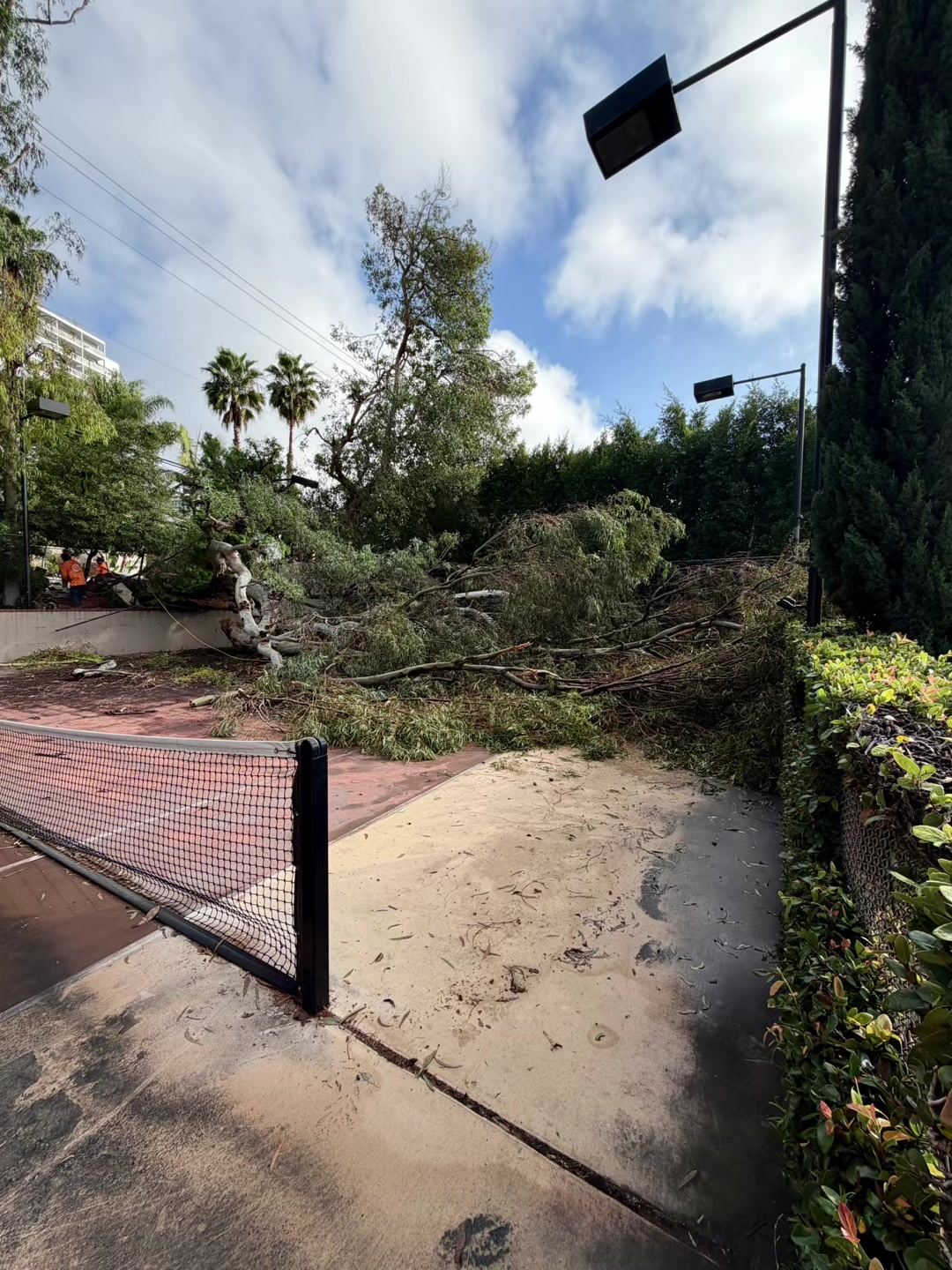 @Estan Tree Specialist