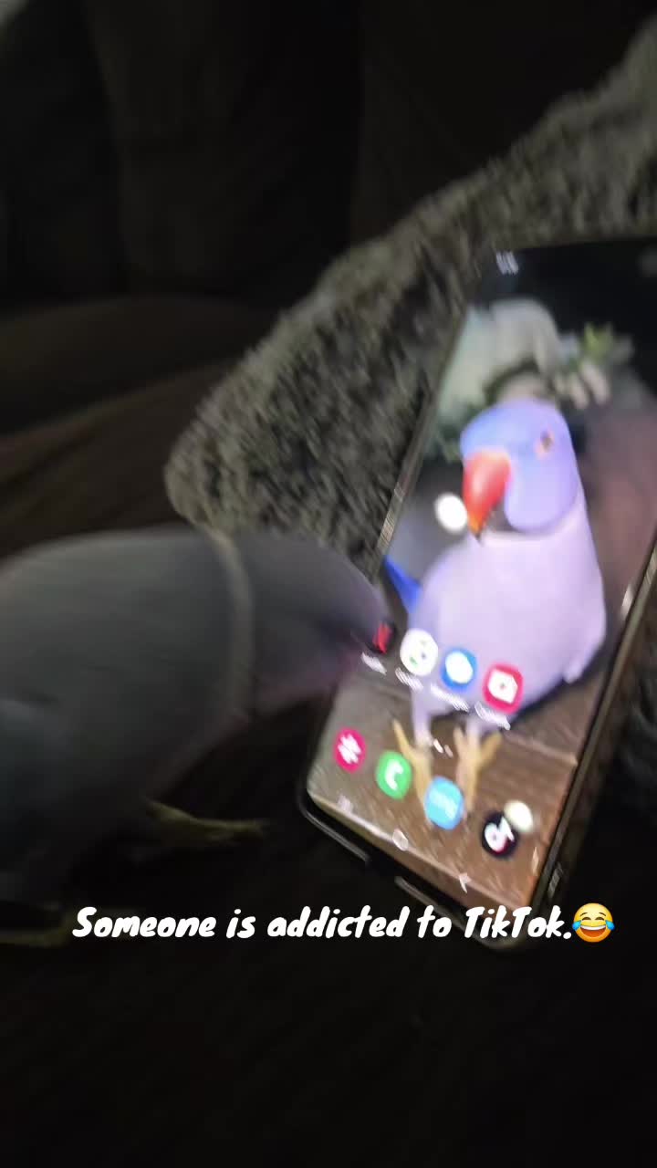 @lilotheparrot & Sky