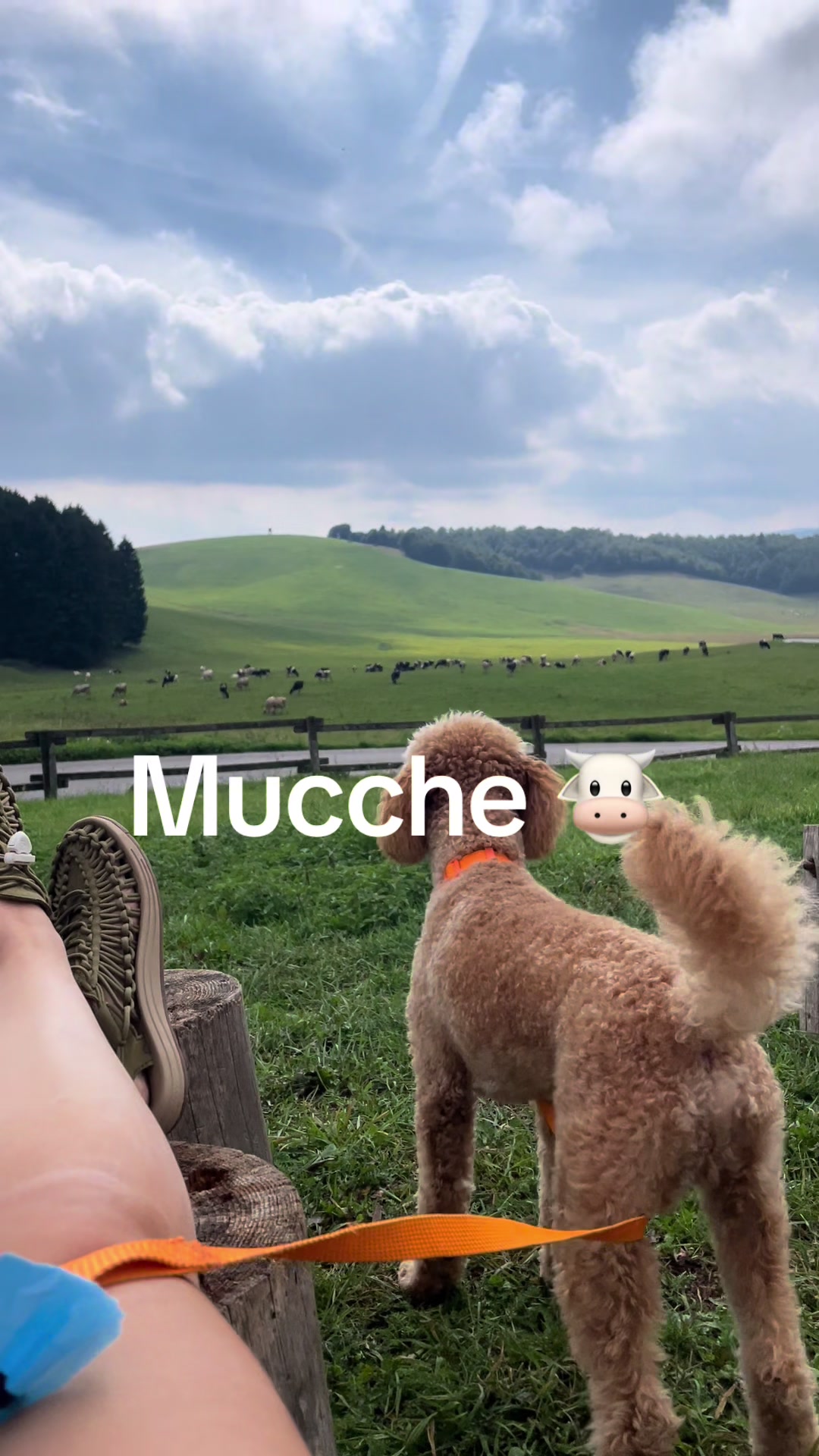 @Federica