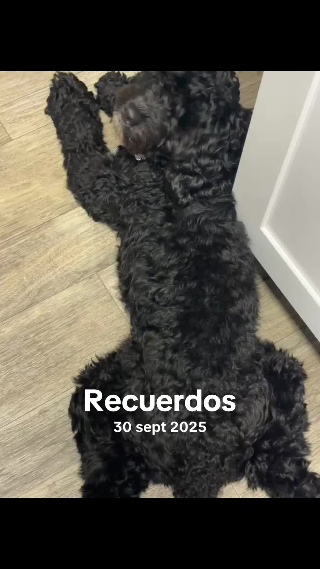 @saraiperez2307