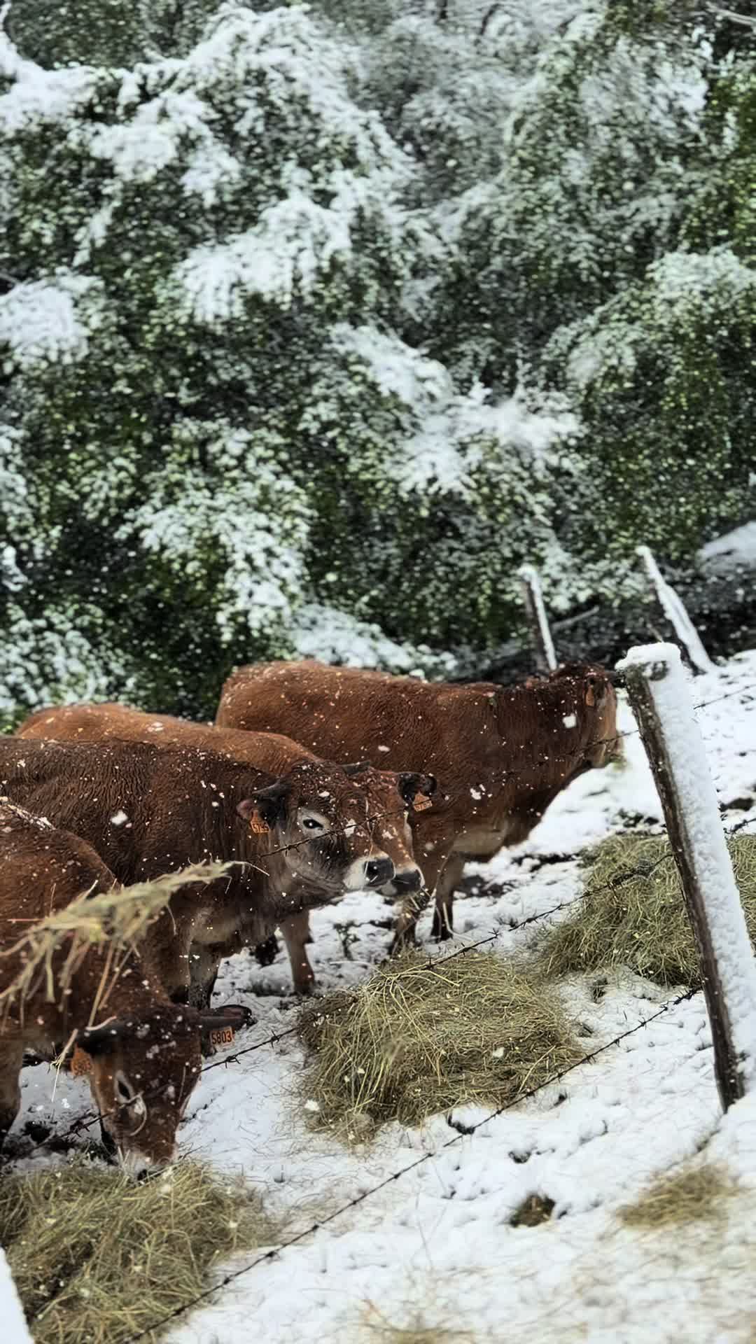 @𝐿𝑒𝓃𝒶👩🏼&zwj;🌾