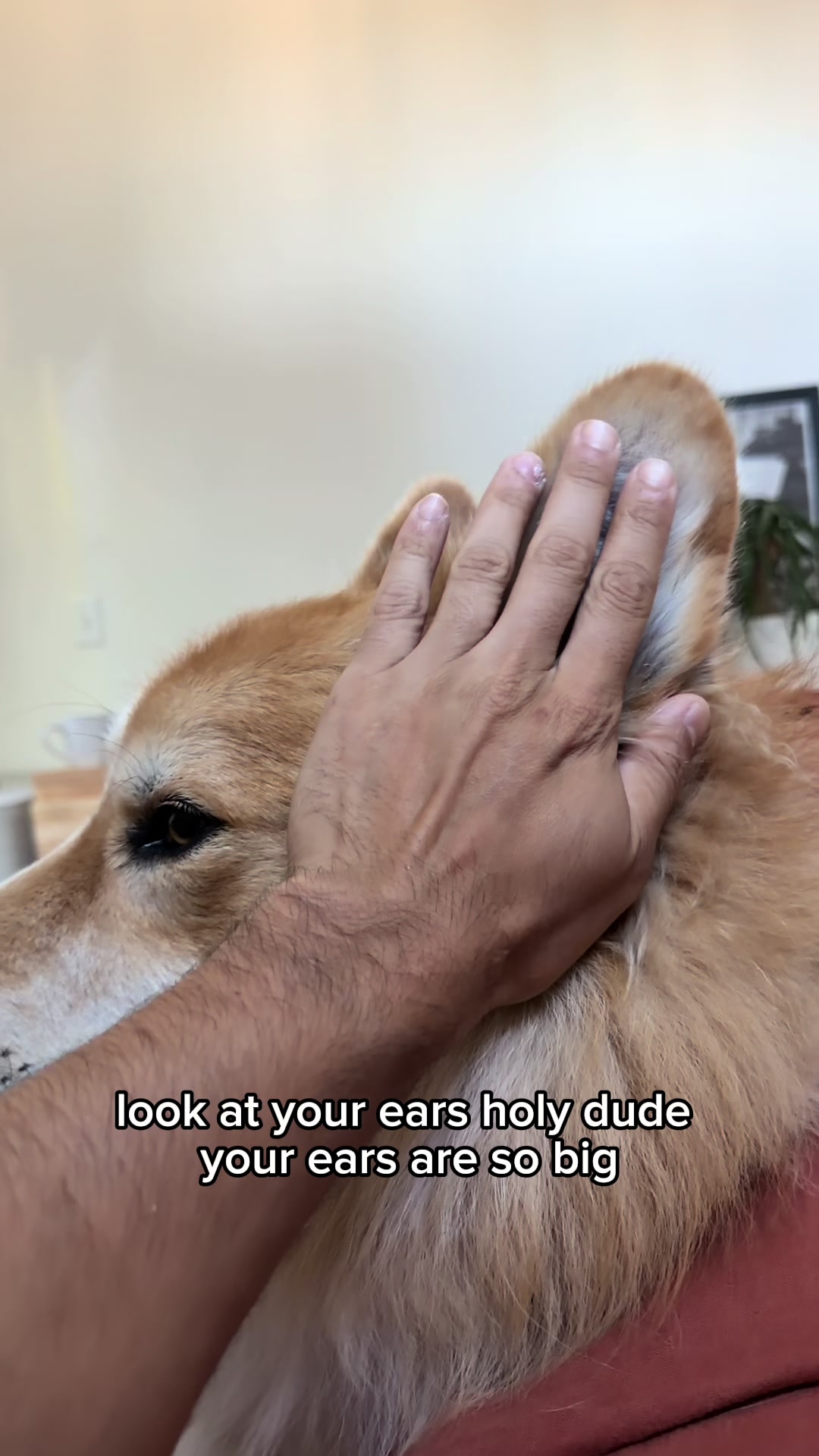 @apollothecorgimute