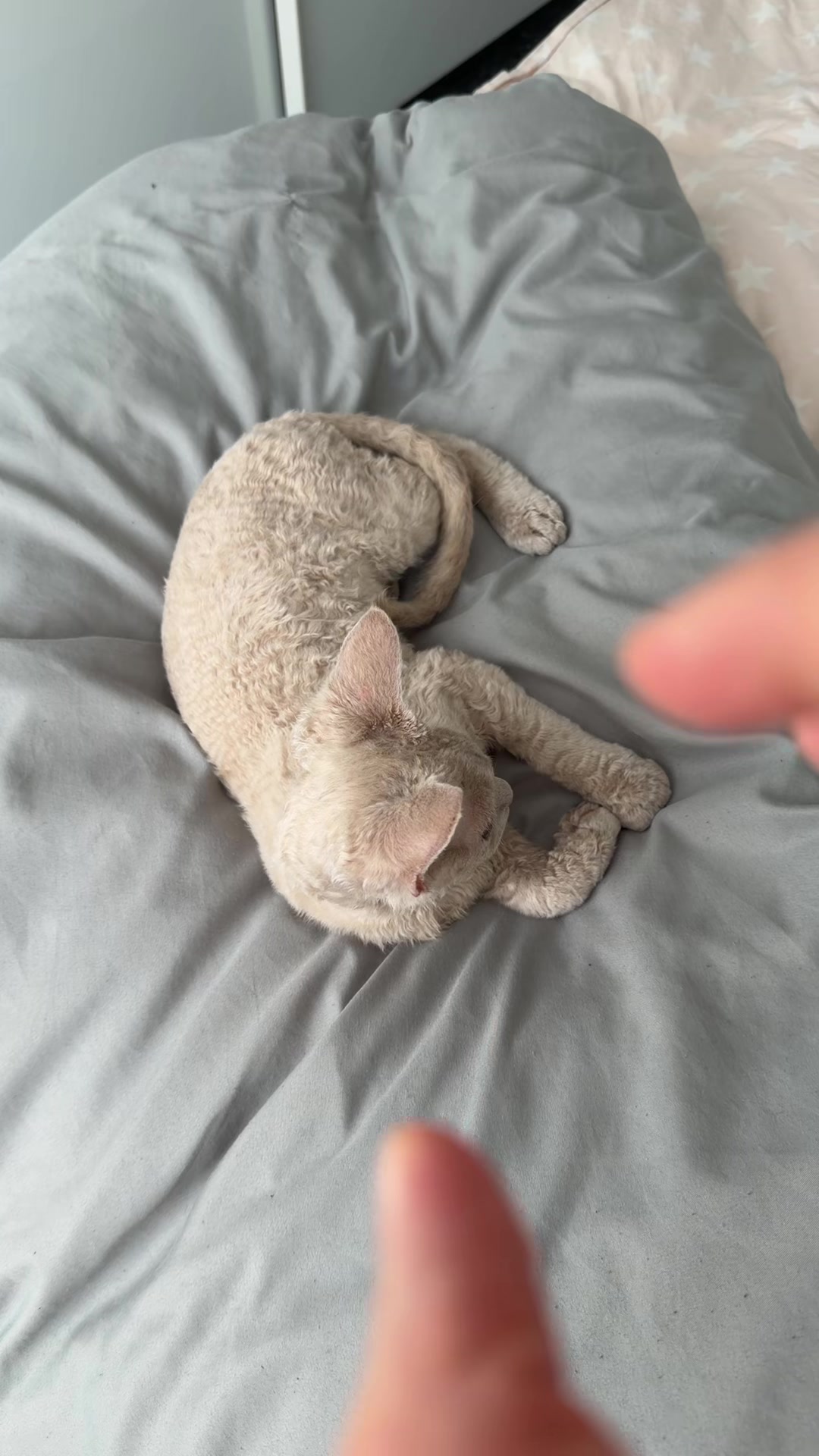 @TugbasCats