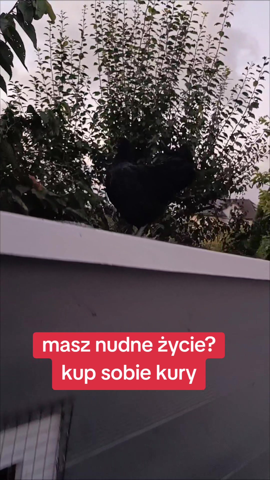 @Marcin ogrodnik