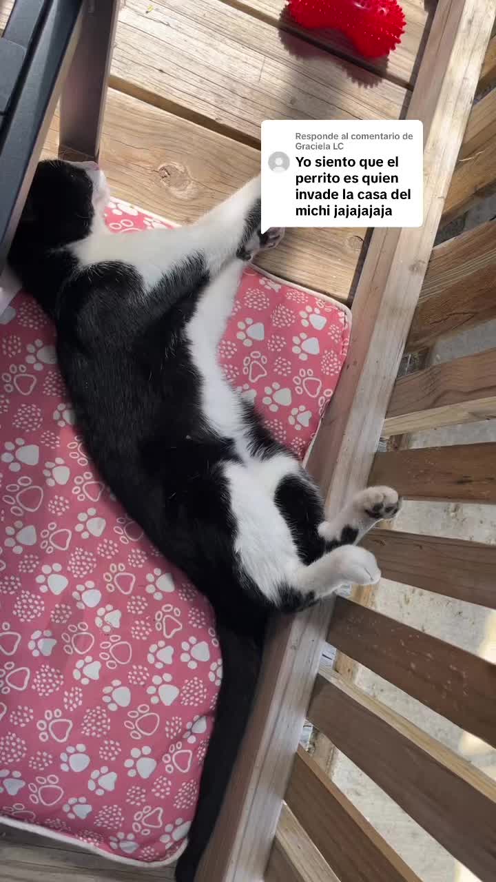 @AZUL🐶🥰