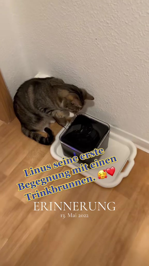 @Die süße kleine Katzencrew