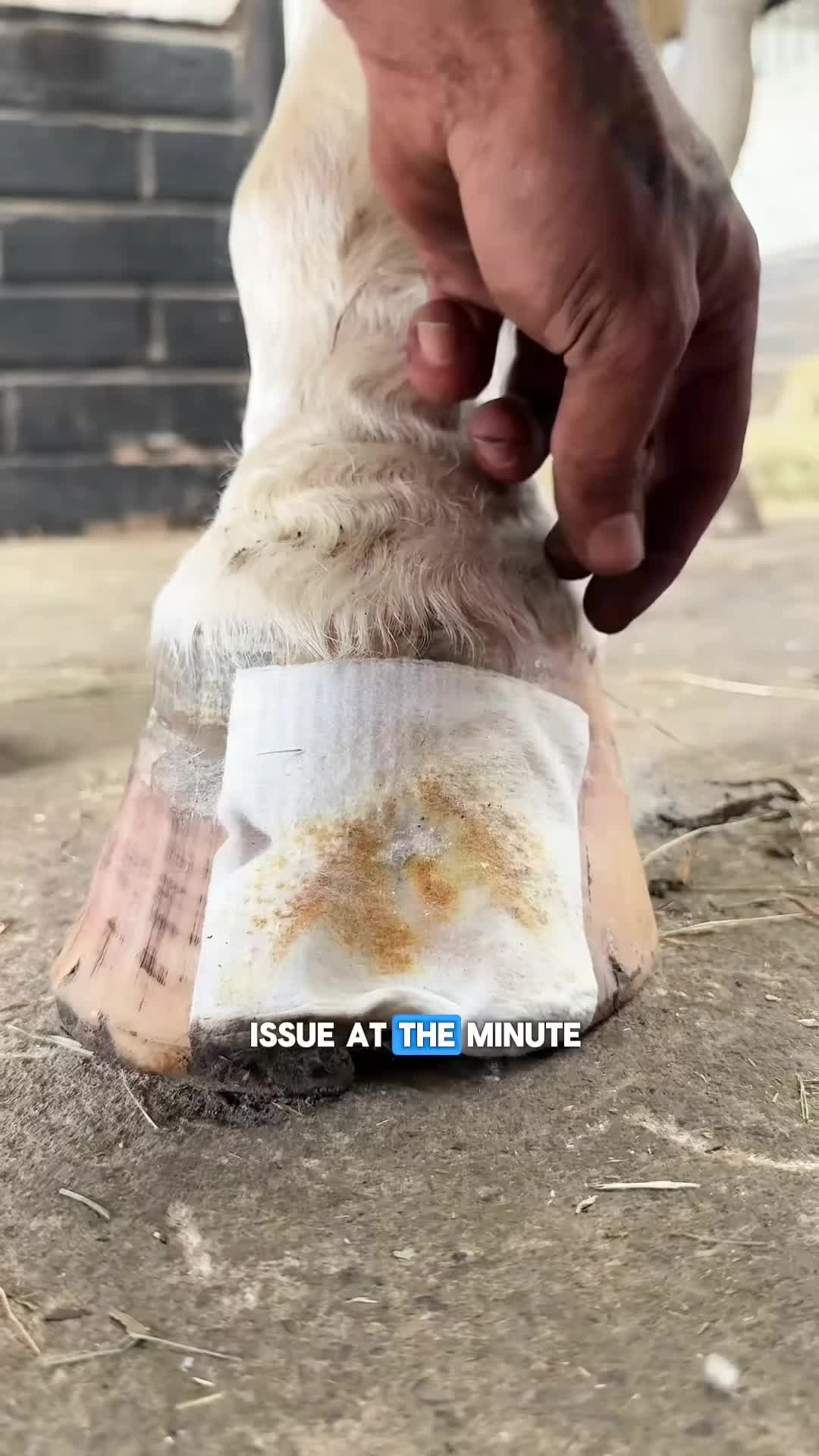 @Tessa - Animal US