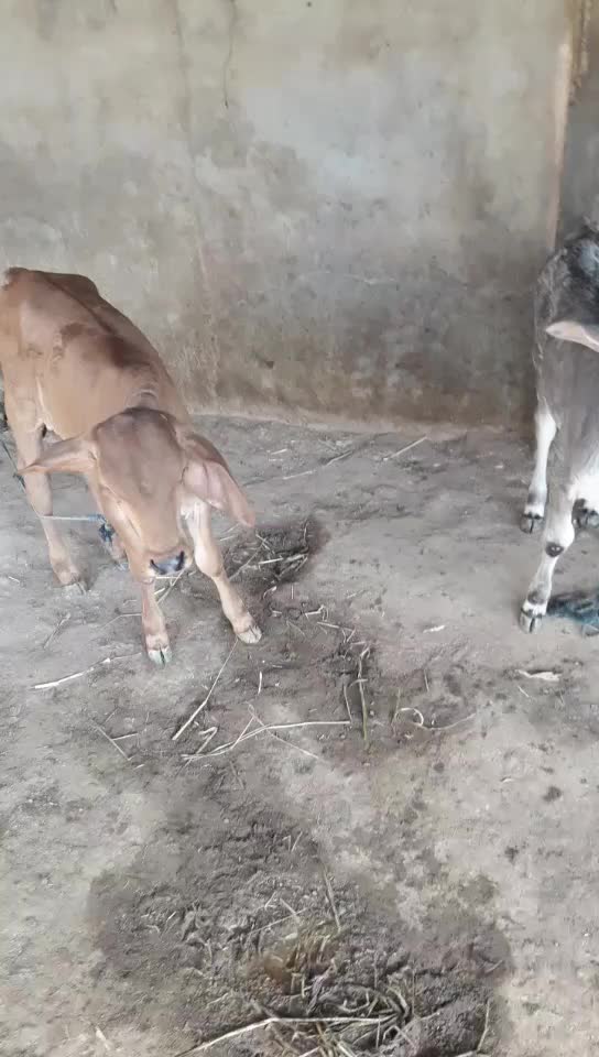 @પ્રભુભાઈ ભાડકા