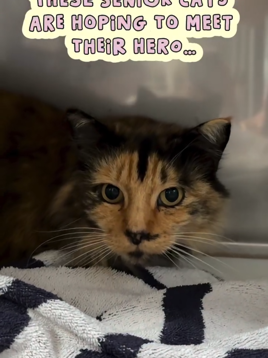 @Oakland Animal Services