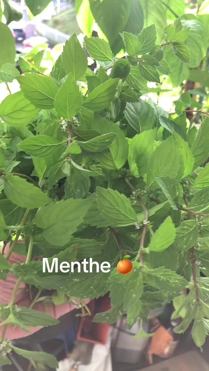 @lecoindesplantes