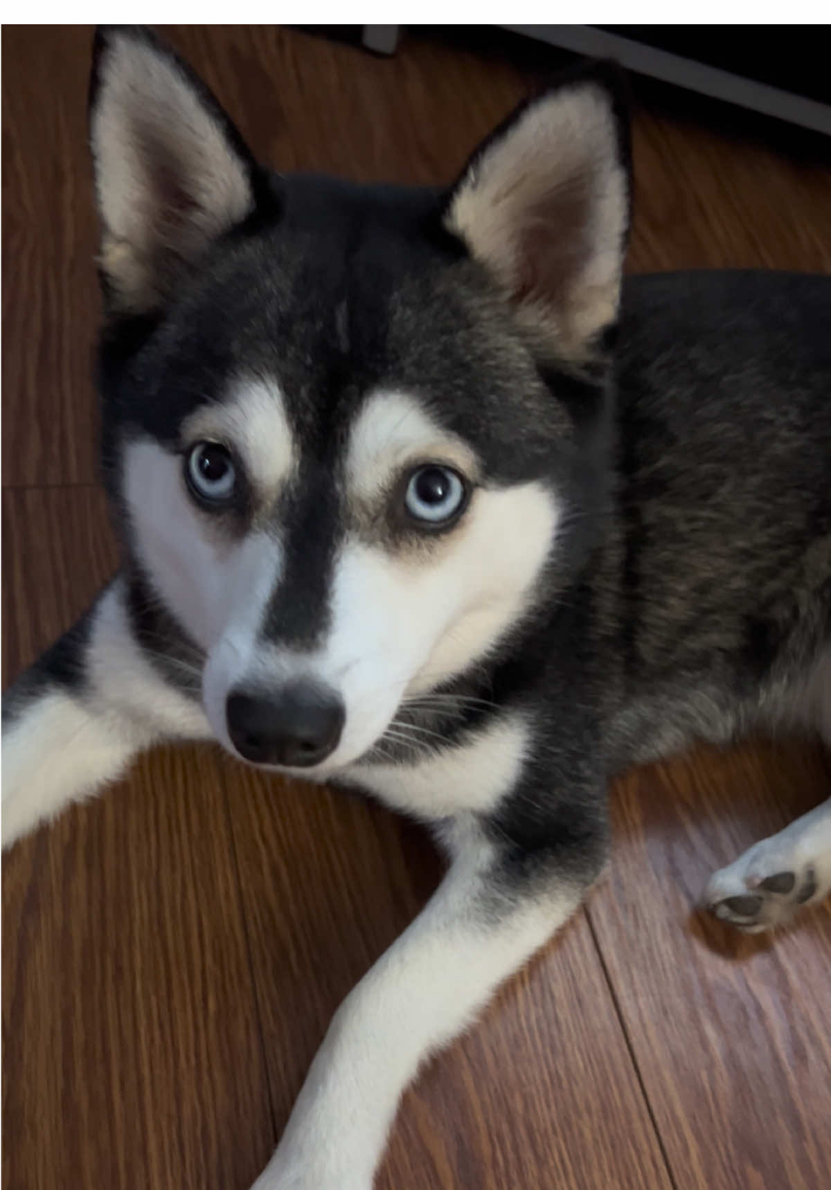 @kleekaipuppies4sale