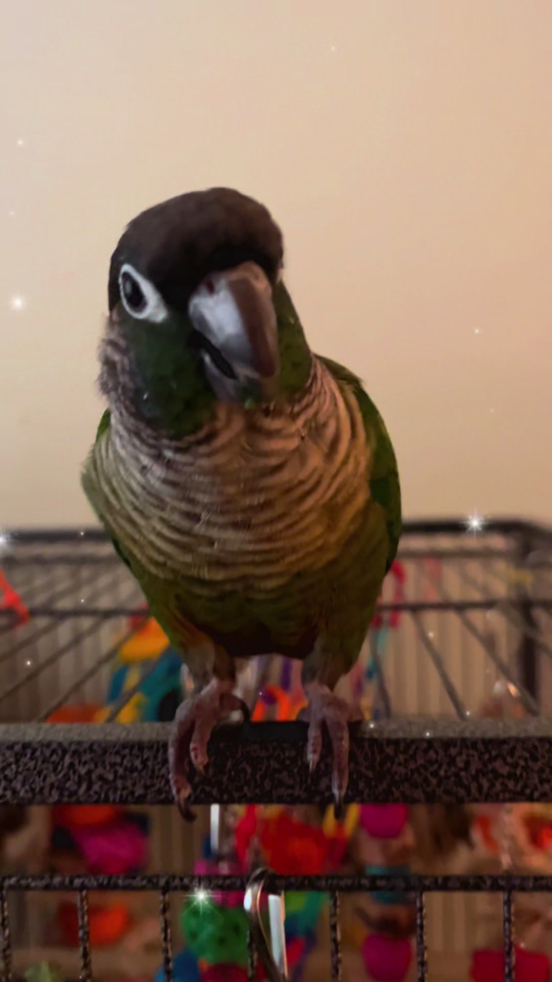 @Houdini 🦜🧚&zwj;♀️💕