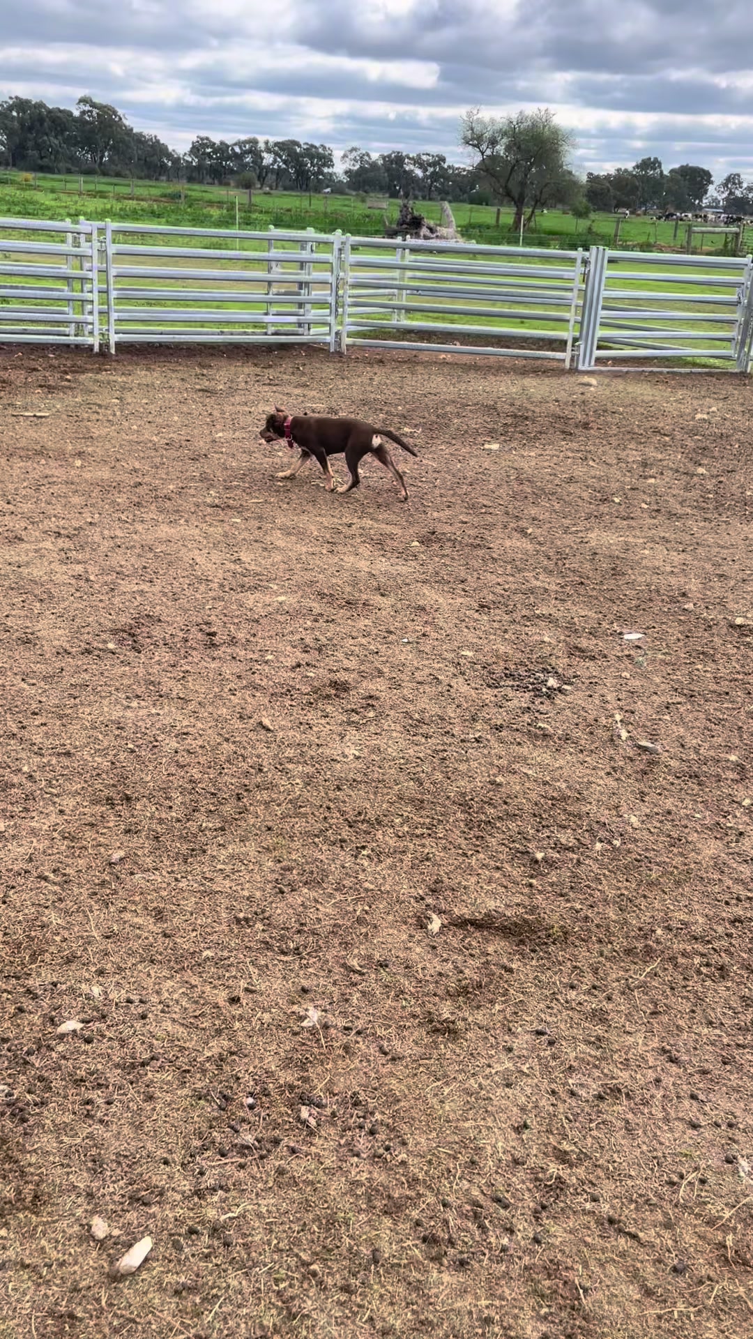 @SouthernDreamin Kelpie stud