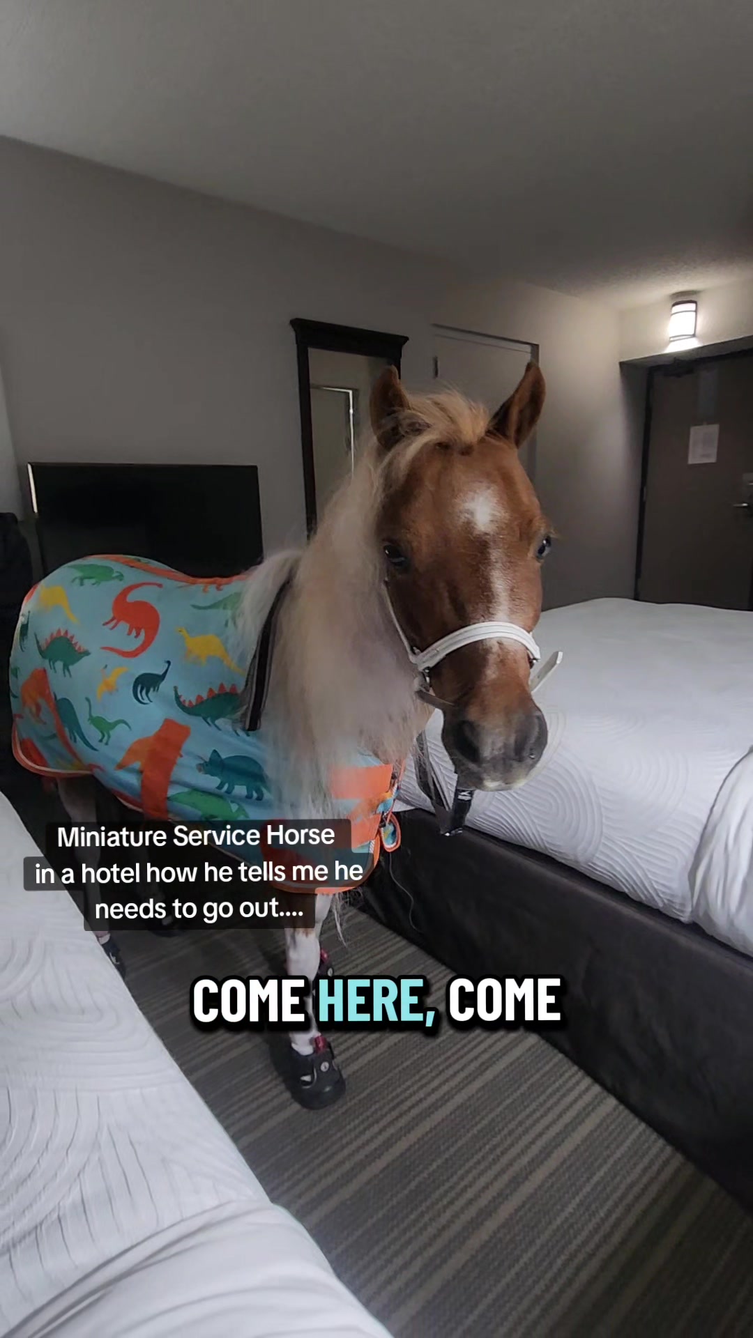 @minihorsemomandtrainer🐴🐴🐴🐴