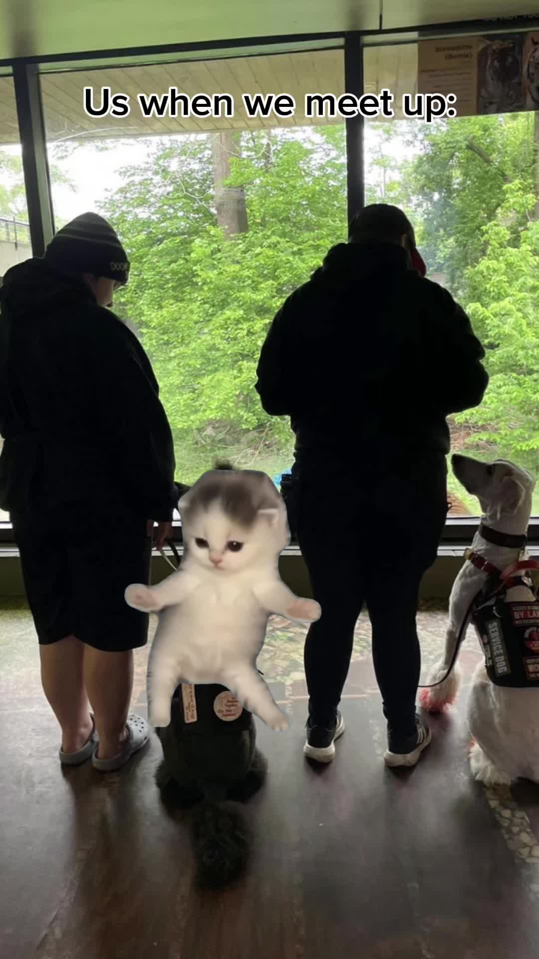 @Upsidedown&Above_corgis
