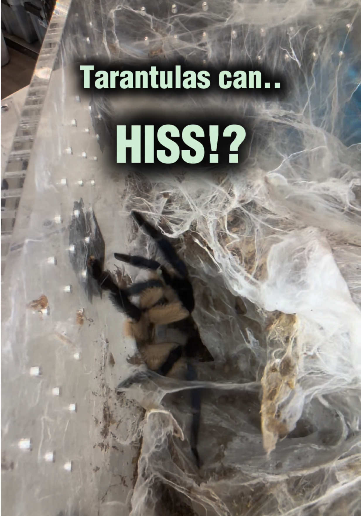 @Spider Conservatory