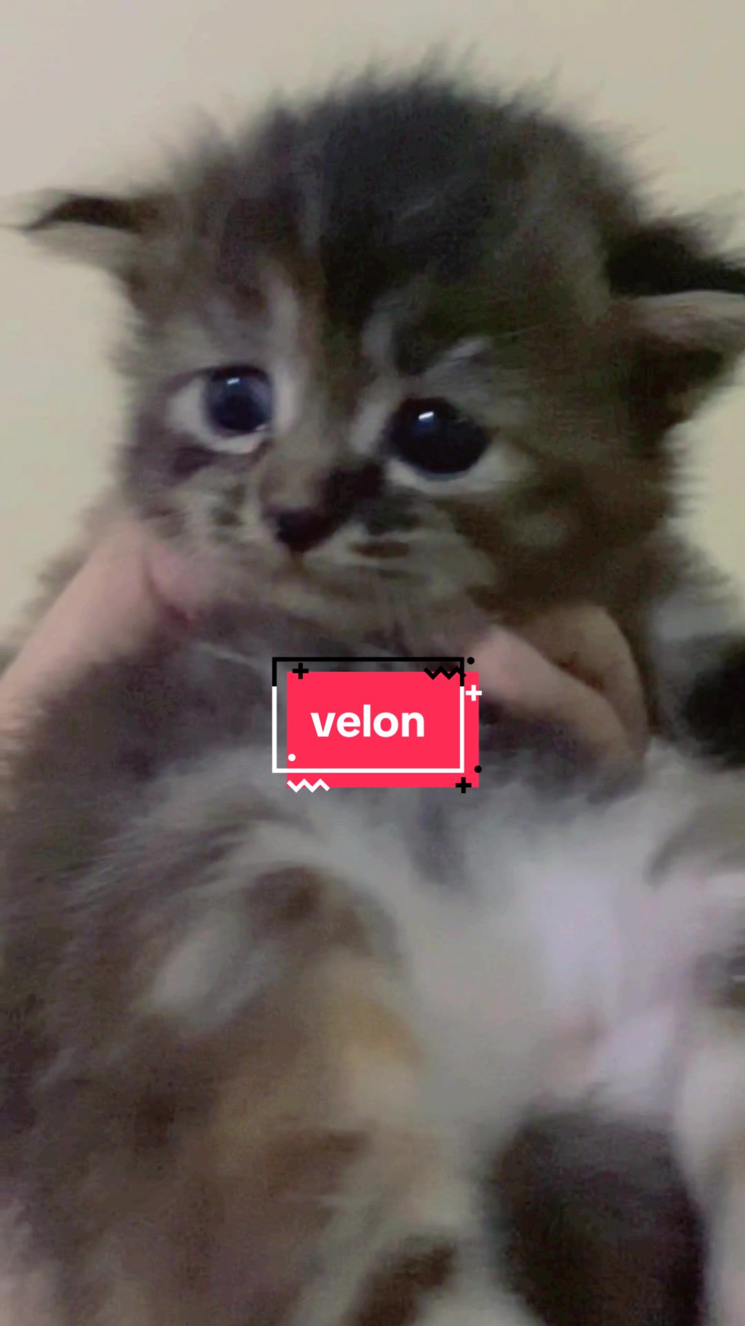 @unothemaincoon